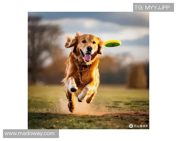 飞盘新手必看：轻松掌握技巧与配合的全面入门指南MBA