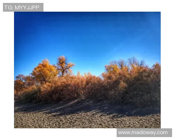 篮球明星淮滨的成长之路与辉煌成就揭秘，激励无数年轻球员追逐梦想